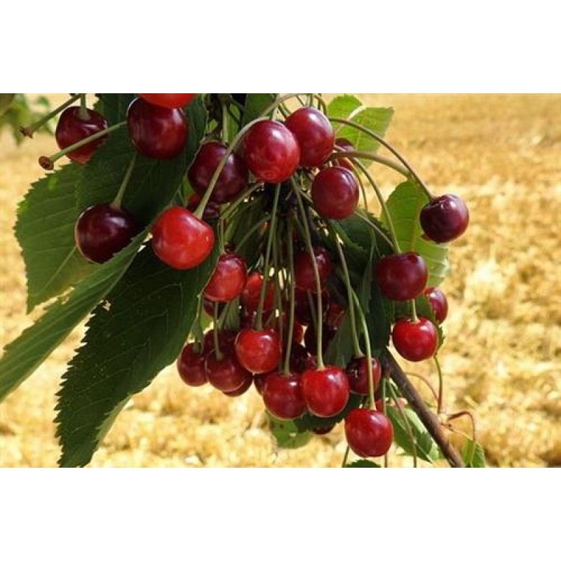 Capella Cherry (Wild) e-Stevia