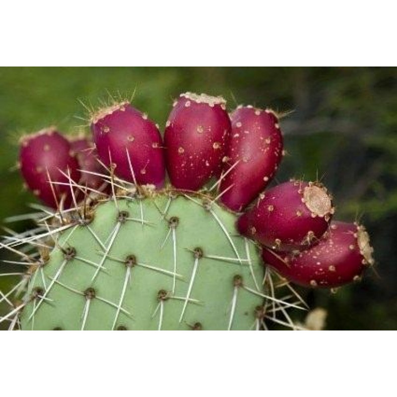 Inawera - Cactus (Kaktus)